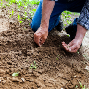 person putting agricultural seeds in the ground