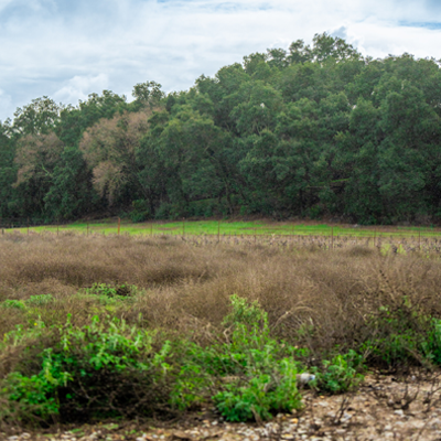 Open field