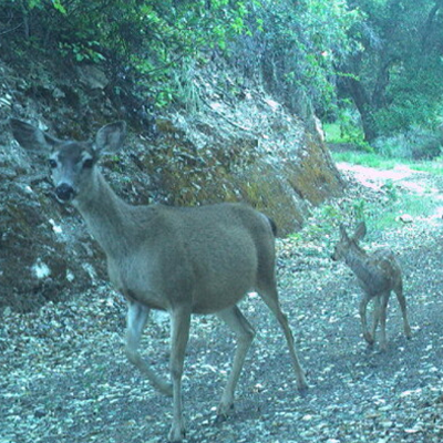 two deer